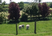 Gallery Picture: Pet Lambs
